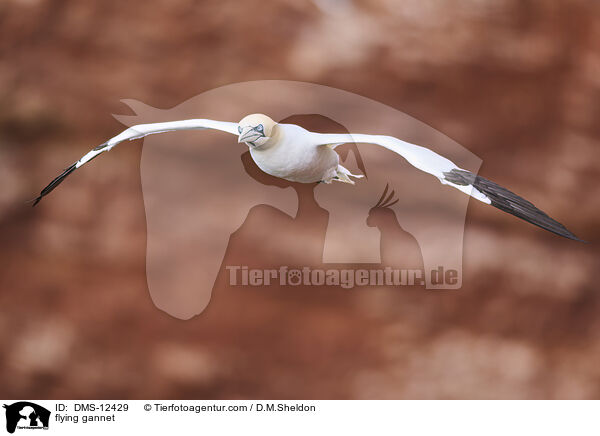 fliegender Basstlpel / flying gannet / DMS-12429