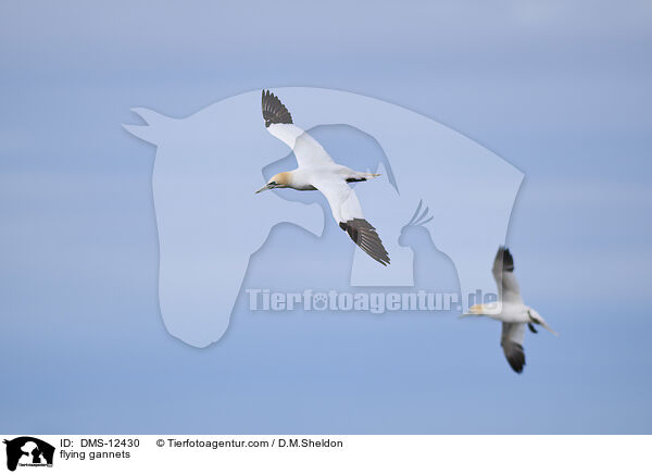 fliegende Basstlpel / flying gannets / DMS-12430