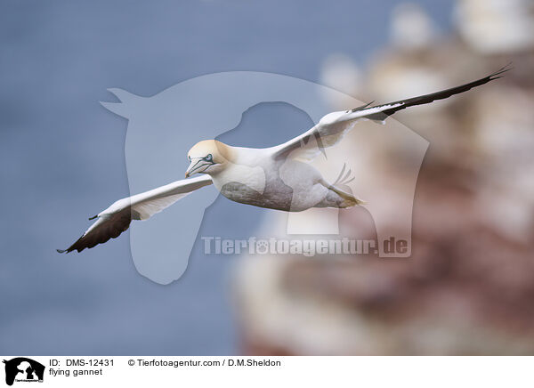 fliegender Basstlpel / flying gannet / DMS-12431