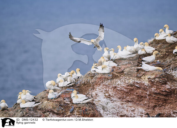 fliegende Basstlpel / flying gannets / DMS-12432