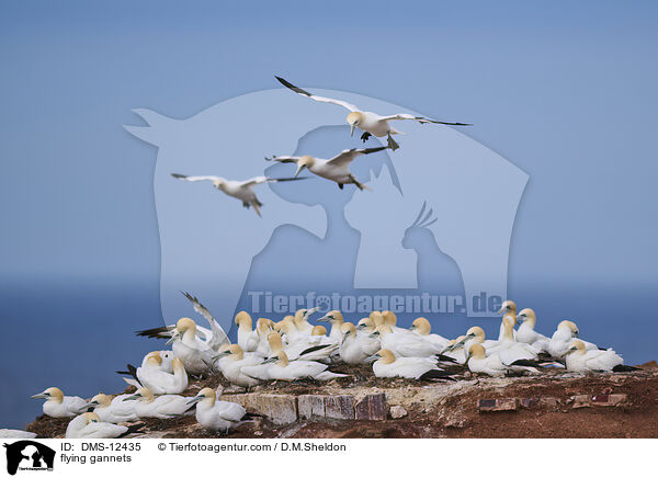 fliegende Basstlpel / flying gannets / DMS-12435