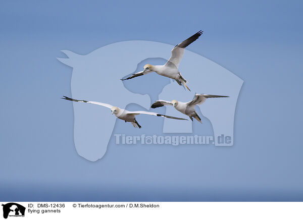 flying gannets / DMS-12436