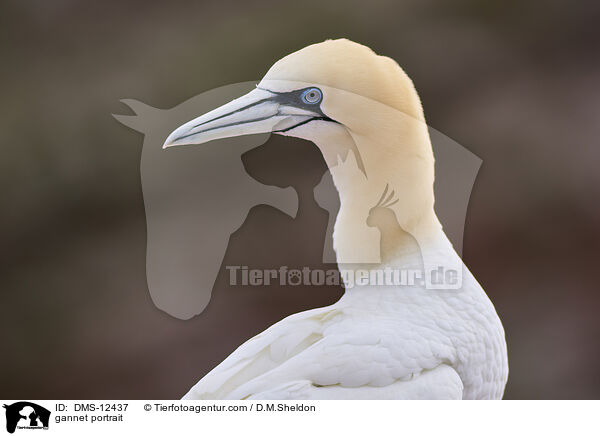 Basstlpel Portrait / gannet portrait / DMS-12437