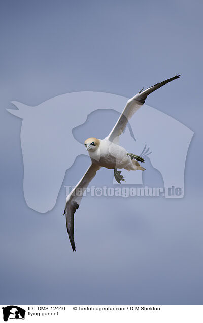 fliegender Basstlpel / flying gannet / DMS-12440