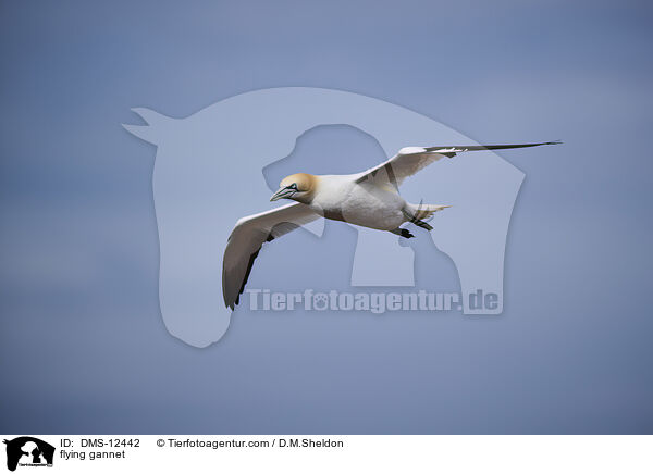 fliegender Basstlpel / flying gannet / DMS-12442