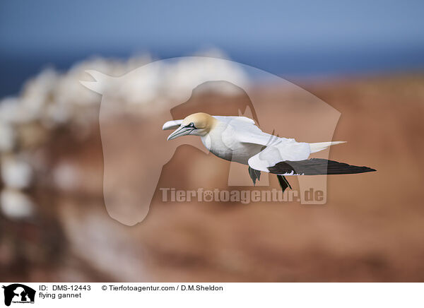 fliegender Basstlpel / flying gannet / DMS-12443