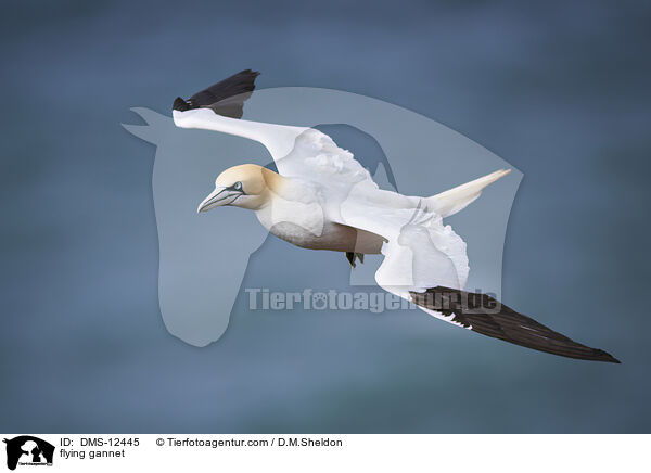 fliegender Basstlpel / flying gannet / DMS-12445