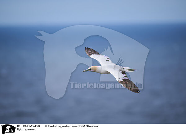 flying gannet / DMS-12450