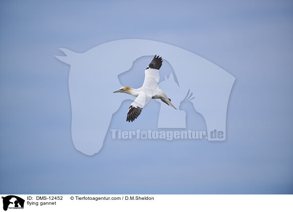 flying gannet / DMS-12452