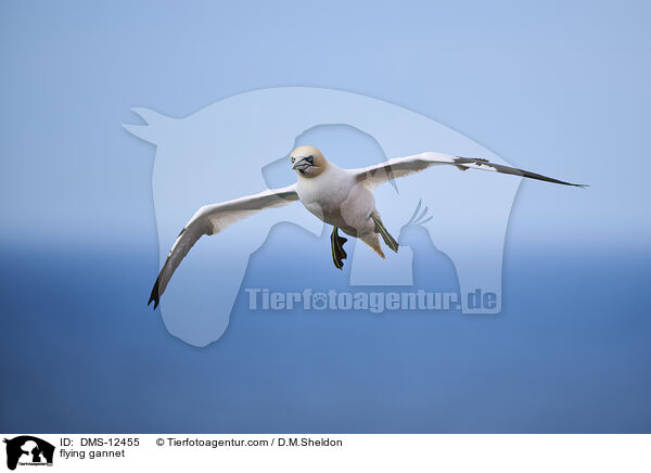 fliegender Basstlpel / flying gannet / DMS-12455