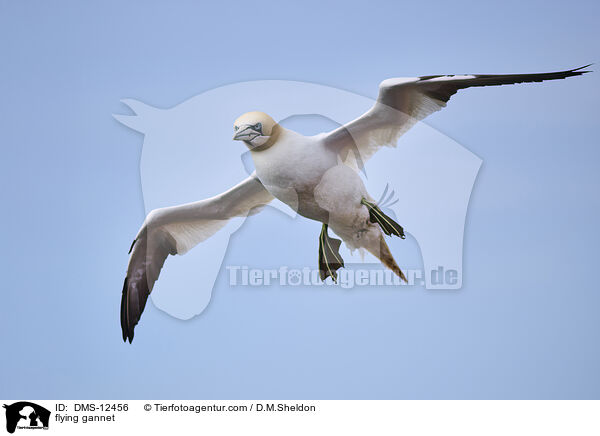 fliegender Basstlpel / flying gannet / DMS-12456