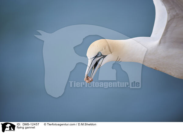 flying gannet / DMS-12457