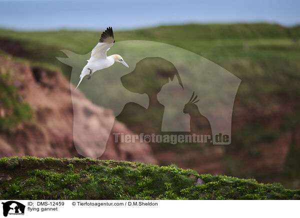 fliegender Basstlpel / flying gannet / DMS-12459