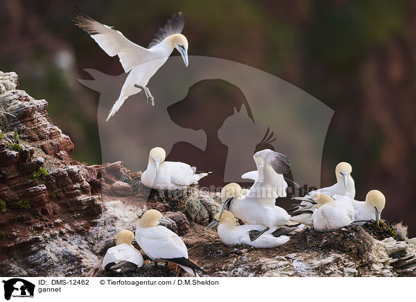 gannet / DMS-12462