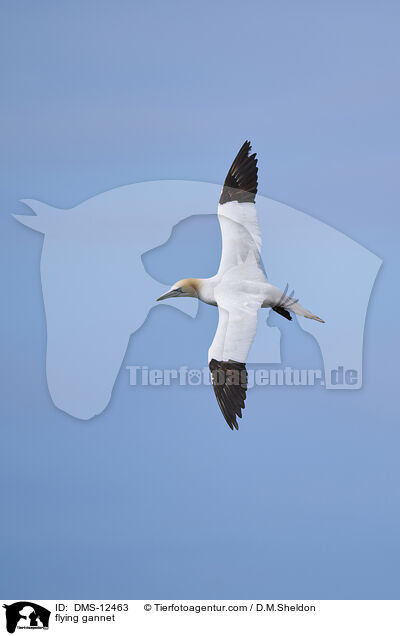 fliegender Basstlpel / flying gannet / DMS-12463