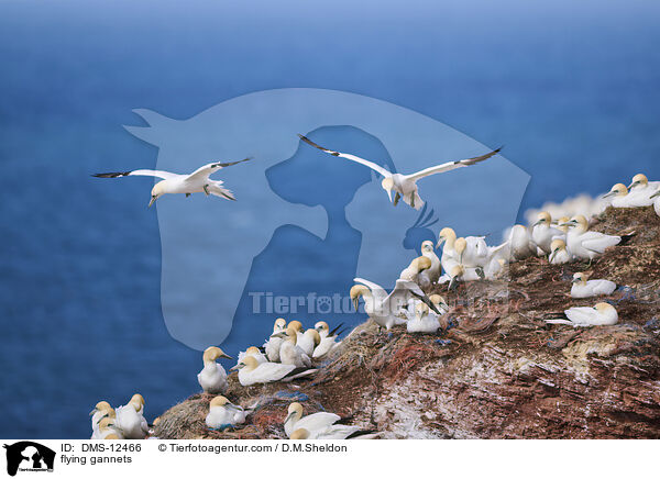 fliegende Basstlpel / flying gannets / DMS-12466