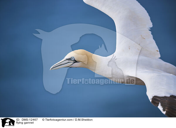 fliegender Basstlpel / flying gannet / DMS-12467