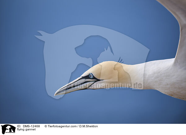 flying gannet / DMS-12468