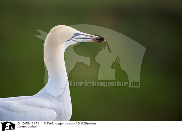 Basstlpel Portrait / gannet portrait / DMS-12471