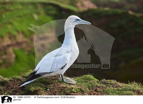 Basstlpel / gannet / DMS-12472
