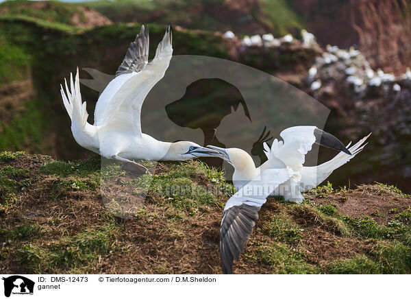 Basstlpel / gannet / DMS-12473