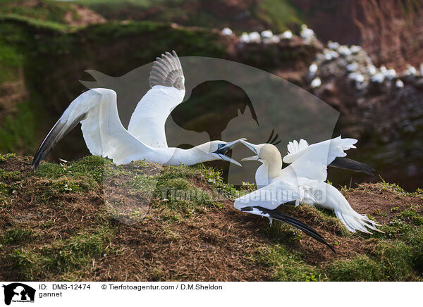 Basstlpel / gannet / DMS-12474