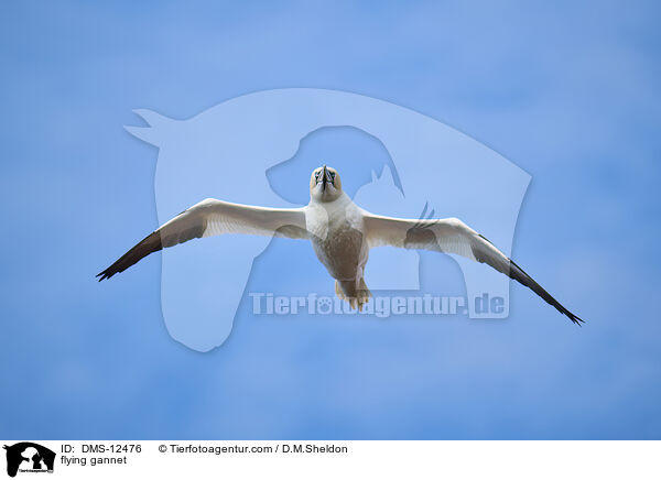 fliegender Basstlpel / flying gannet / DMS-12476
