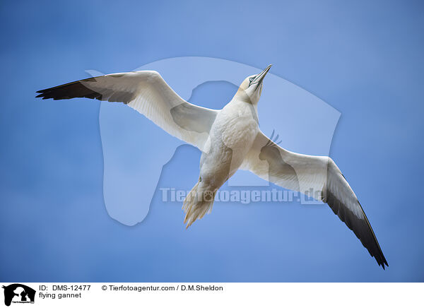 fliegender Basstlpel / flying gannet / DMS-12477