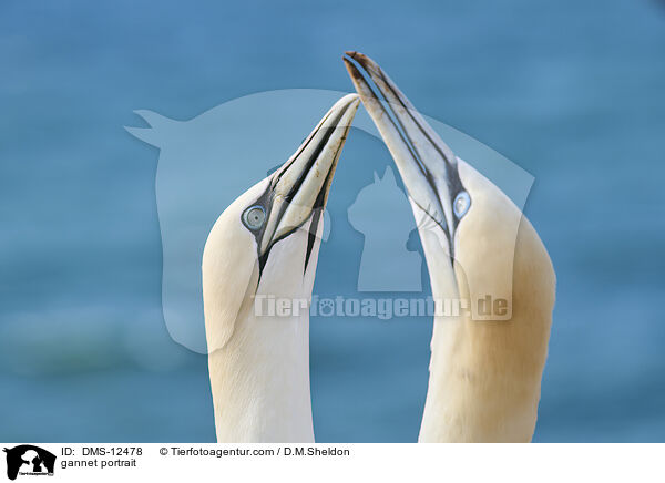 Basstlpel Portrait / gannet portrait / DMS-12478