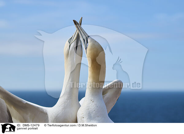 Basstlpel Portrait / gannet portrait / DMS-12479