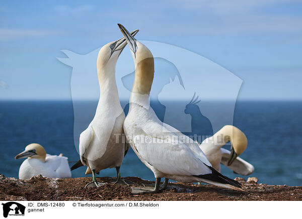 Basstlpel / gannet / DMS-12480