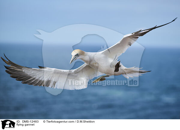 fliegender Basstlpel / flying gannet / DMS-12483