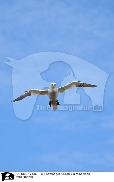 fliegender Basstlpel / flying gannet / DMS-12486