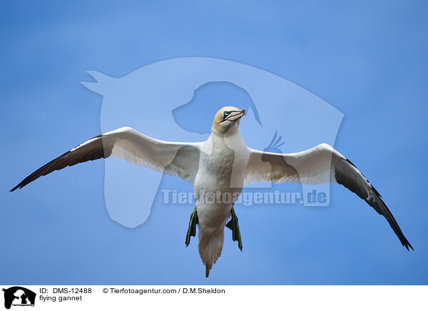 fliegender Basstlpel / flying gannet / DMS-12488