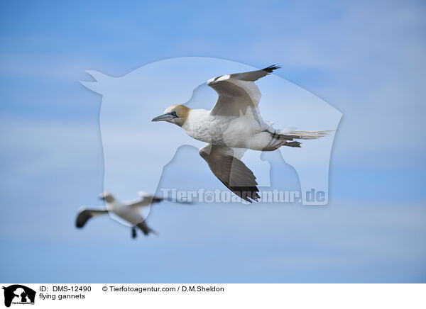 fliegende Basstlpel / flying gannets / DMS-12490