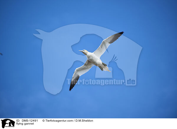 fliegender Basstlpel / flying gannet / DMS-12491