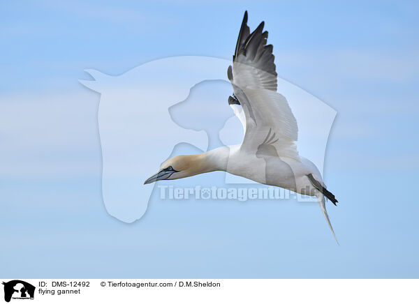 fliegender Basstlpel / flying gannet / DMS-12492