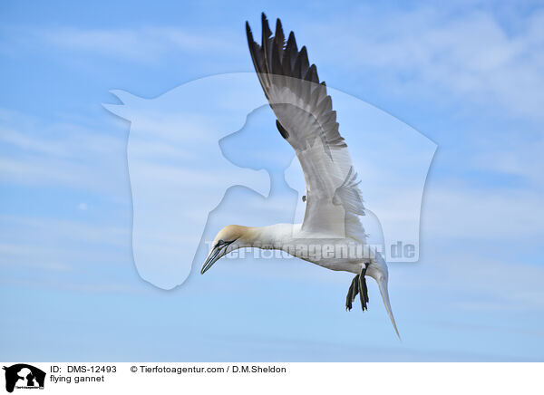 fliegender Basstlpel / flying gannet / DMS-12493