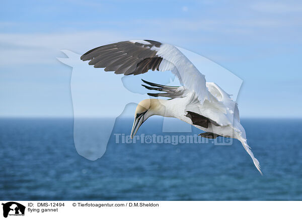fliegender Basstlpel / flying gannet / DMS-12494
