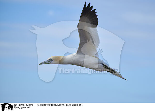 fliegender Basstlpel / flying gannet / DMS-12495