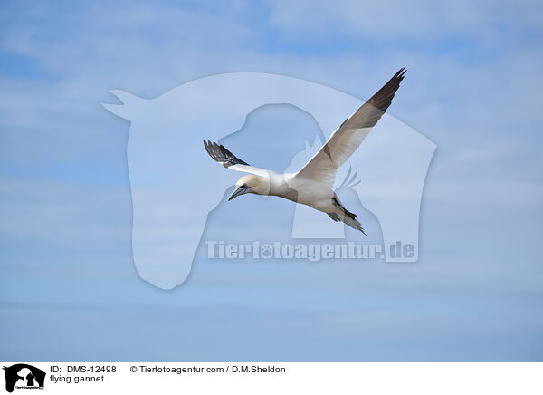 fliegender Basstlpel / flying gannet / DMS-12498
