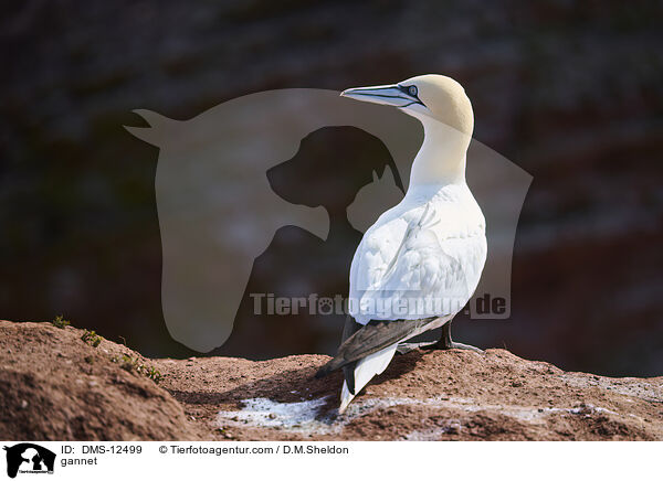 Basstlpel / gannet / DMS-12499