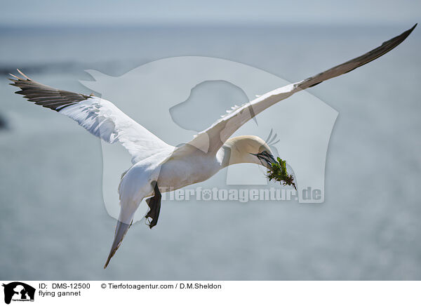 fliegender Basstlpel / flying gannet / DMS-12500