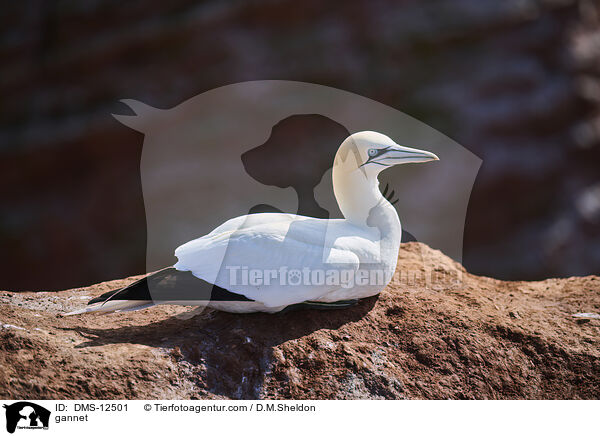 Basstlpel / gannet / DMS-12501