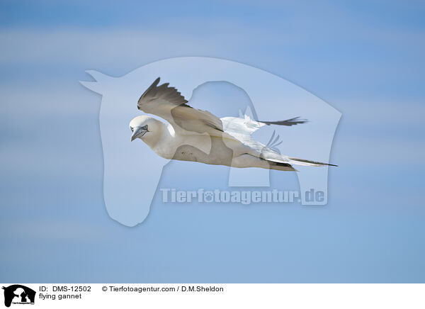 fliegender Basstlpel / flying gannet / DMS-12502