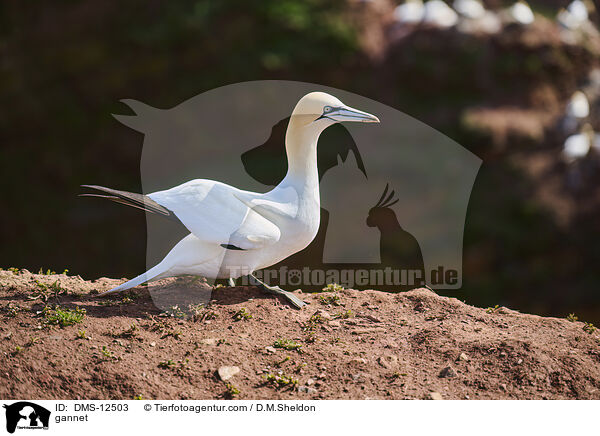 Basstlpel / gannet / DMS-12503