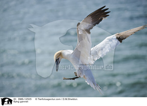 fliegender Basstlpel / flying gannet / DMS-12505