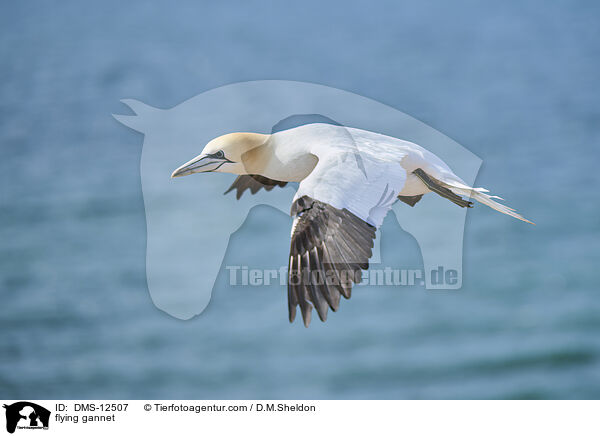 fliegender Basstlpel / flying gannet / DMS-12507