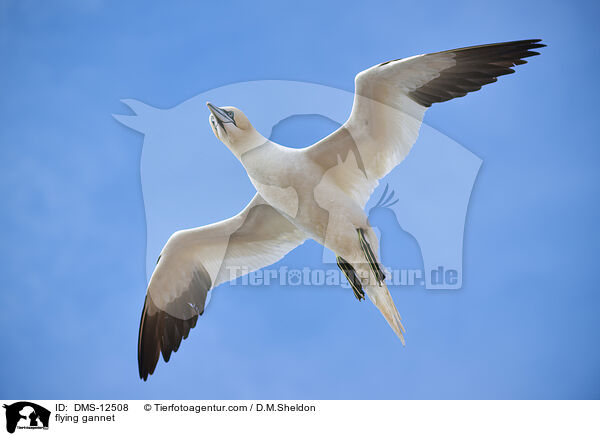 fliegender Basstlpel / flying gannet / DMS-12508