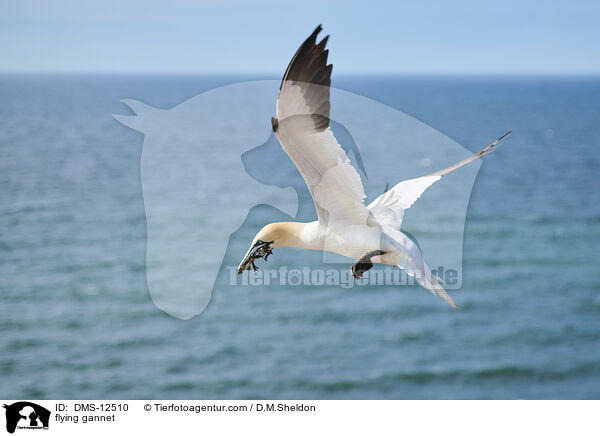 flying gannet / DMS-12510